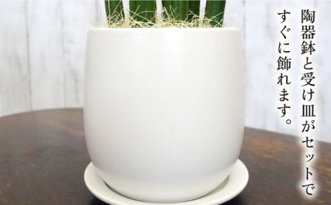 マイナスイオン発生植物『 サンスベリア ・ スタッキー 』  糸島市  / cocoha [AWB025] 観葉植物 インテリア