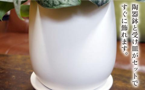 シルバーグリーンの斑模様が美しい『 スキンダプサス 』 糸島市  / cocoha 観葉植物 [AWB030]