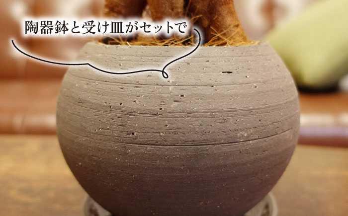幸せを呼ぶ木『ガジュマル』　エッジボールポット 糸島市 / cocoha / 観葉植物 グリーン 緑 インテリア [AWB038]
