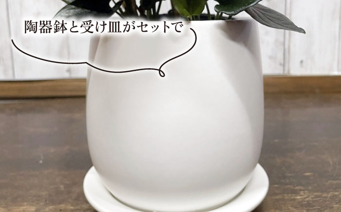 濃緑と赤紫のコントラストが美しい　シンゴニウム・チョコレート 糸島市 / cocoha / 観葉植物 グリーン 緑 インテリア [AWB039]