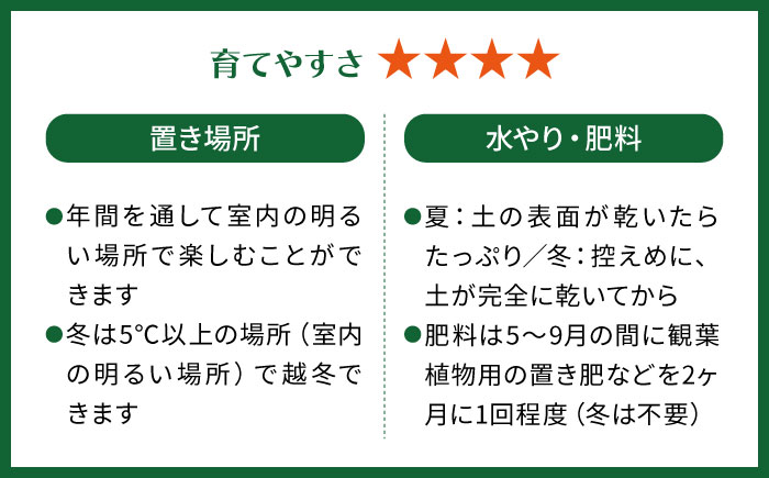 凸凹葉っぱの珍しいモンステラ 『モンステラ・ジェイドシャトルコック』 糸島市 / cocoha 観葉植物 グリーン 緑 インテリア [AWB041]