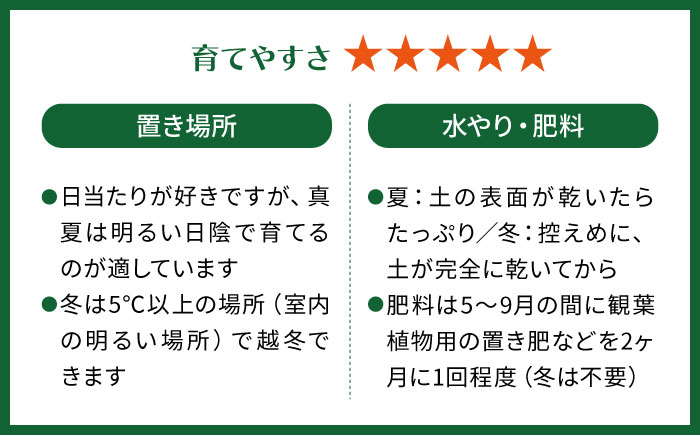 電磁波吸収サボテン 『セレウス・ペルヴィアナス(セレウスサボテン) 』 糸島市 / cocoha 観葉植物 グリーン 緑 インテリア [AWB042]