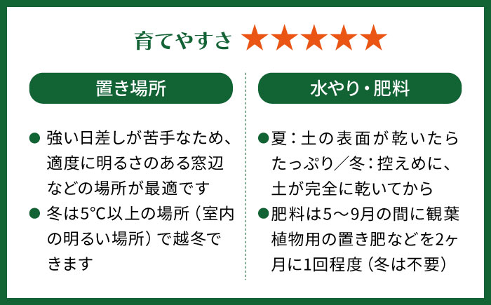 キラキラ輝く砂漠の宝石 『ハオルチア・オブツーサ』 糸島市 / cocoha?観葉植物 グリーン 緑 インテリア [AWB043]
