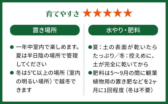 鮮やかなイエローグリーンが美しい 『フィロデンドロン・インペリアルゴールド』 グレースクエアポット付 糸島市 / cocoha 観葉植物 グリーン 緑 インテリア [AWB044]