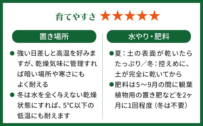 マイナスイオン発生植物！シルバーリーフ 『サンスベリア・ムーンシャイン』 ボーダーボールポット付 糸島市 / cocoha 観葉植物 グリーン 緑 インテリア [AWB045]