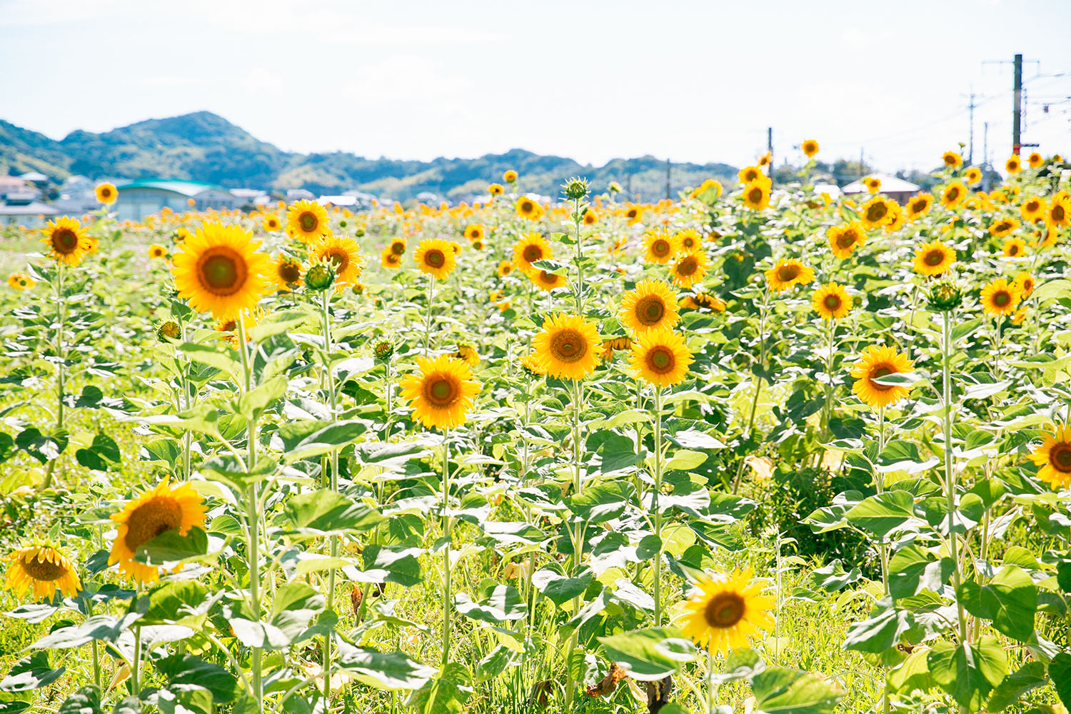 福岡県糸島市ANAトラベラーズホテル割引クーポン4,500点分 [AYY007]