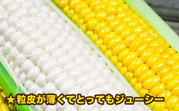 【先行予約】 糸島 トウモロコシ 『もきっこ』 白 黄 ミックス （ 10本前後 ）【2026年6月下旬以降順次発送】 《糸島》 【内田農業】  [AZH003]