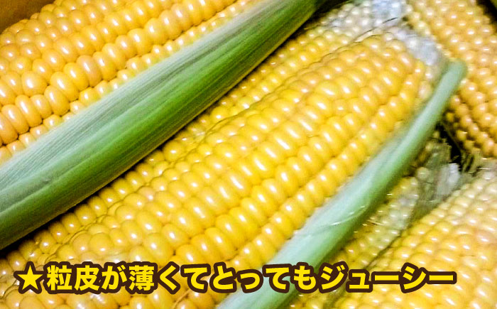 【先行予約】糸島産 トウモロコシ 「もきっこ」 黄 (5本前後) 【2026年6月下旬以降順次発送】糸島市 / 内田農業 とうもろこし コーン [AZH004]