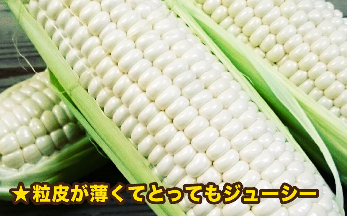 【先行予約】糸島産 トウモロコシ 「もきっこ」 白 (5本前後) 【2026年6月下旬以降順次発送】糸島市 / 内田農業 とうもろこし コーン [AZH005]