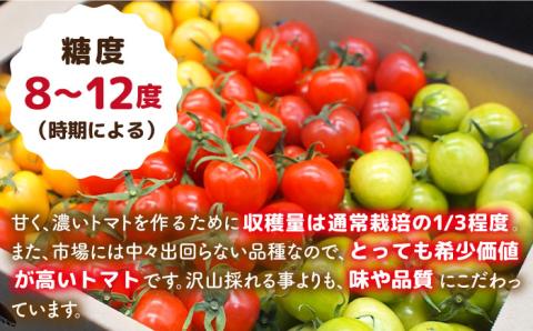 【カラフル】ミニトマト （ プチぷよ ） 1kg×2箱（2kg） 糸島市 / かわぞえ農園 ぷちぷよ トマト [AAM004]