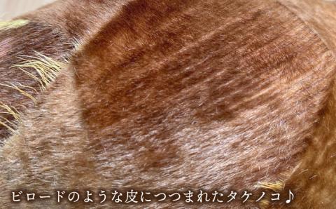 【先行予約】湯がきタケノコ 1kg 【2025年3月下旬以降より順次発送・季節限定】糸島市 / 糸島王丸農園(谷口汰一)【いとしまごころ】 [AAZ009]