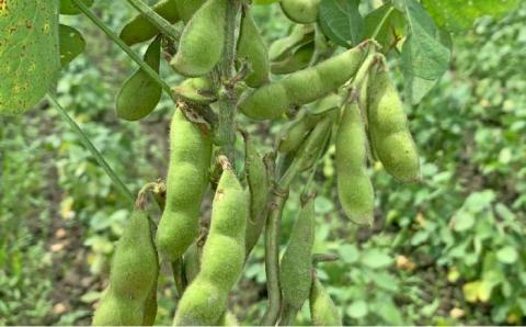 糸島育ちの百笑納豆 20パック 《糸島市》【百笑屋】 [ABF013]