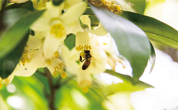 【全3回定期便】糸島 はちみつ 520g 糸島市 / ヴァンベールフーズ /百花 / 蜂蜜 [AFJ005]