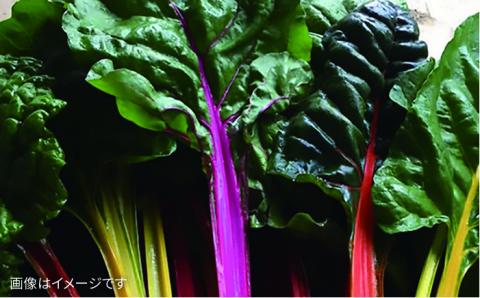 朝採れ！【 栽培 期間中、 農薬・化学肥料不使用 】 サラダ用 糸島 野菜 セット 《糸島》【オーガニックナガミツファーム】 	[AGE002]