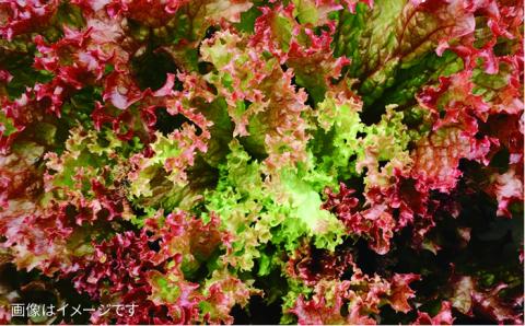 【 全6回 定期便 】 【 福岡県 糸島産 】 サラダ用 野菜 セット 《糸島》 【オーガニックナガミツファーム】 	[AGE008]