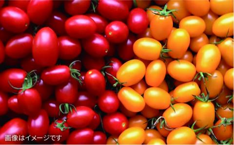 【全12回定期便】【福岡県糸島産】朝採れ 野菜 セット (8品前後) 《糸島》【オーガニックナガミツファーム】        [AGE012]