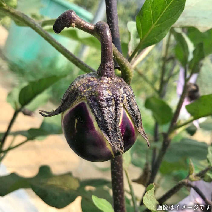 【贈答用】無農薬野菜セット＋果物（8品前後）《糸島》【オーガニックナガミツファーム】 	[AGE022]