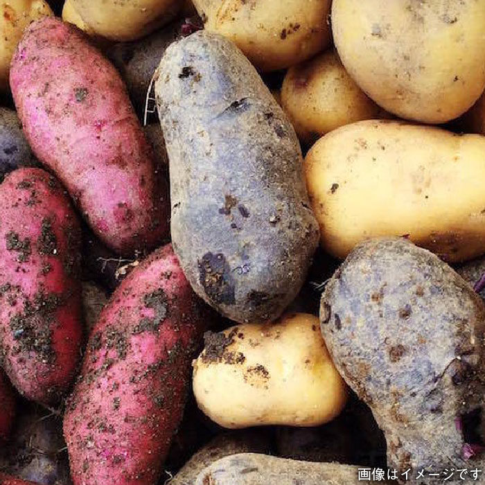 【 福岡県 糸島産 】 朝採れ 野菜 セット （ 12品 前後 ） 《糸島》【オーガニックナガミツファーム】 	[AGE023]