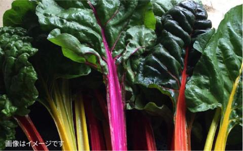 【全12回定期便】【 福岡県 糸島産 】 朝採れ 野菜 セット （ 12品 前後 ）《糸島》 【オーガニック ナガミツファーム】 	[AGE026]