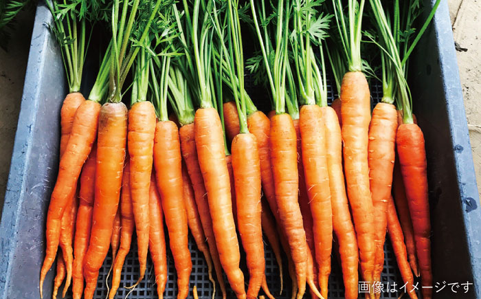 ☆キャンプにもおすすめ☆バーベキュー・グリル用朝採れ野菜特選セット【福岡県糸島産】(7～8人分) 糸島市 / オーガニックナガミツファーム 野菜 詰め合わせ         [AGE039]