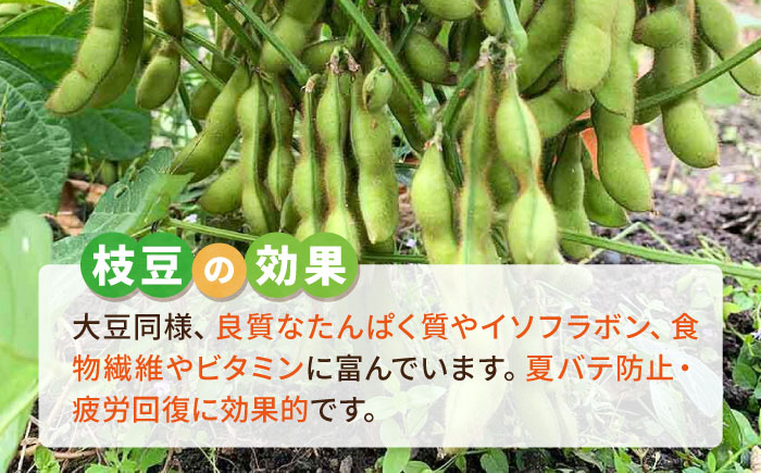 枝豆 500g 冷凍 旬の時期に急速冷凍 【福岡県糸島産】 糸島市 / オーガニックナガミツファーム 野菜 えだまめ 	[AGE042]