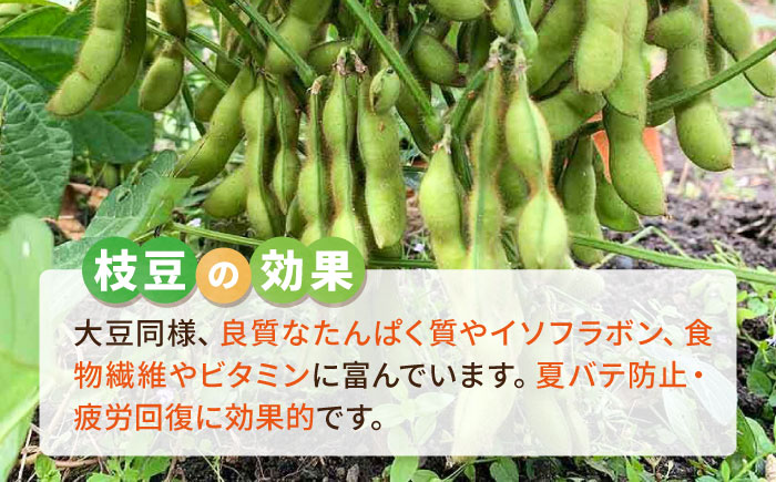枝豆 1kg 冷凍 旬の時期に急速冷凍 【福岡県糸島産】 糸島市 / オーガニックナガミツファーム 野菜 えだまめ [AGE052]