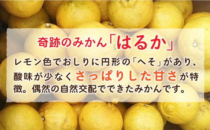 【限定25セット！】はるかみかんアイスクリーム8個セット≪糸島市≫【あいしん食品株式会社】数量限定 [AGI001]