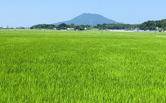 【令和7年産】 にこまる 玄米品質1等米 白米 5kg 糸島市産 糸島市 / 糸島の恵み コメ こめ ご飯 [AGR001]