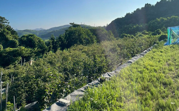 2024年産 糸島産ブラックベリースパークリングワイン 375ml 2本セット / 糸島市 / HYM FARM / お酒 赤ワイン [AHM003]