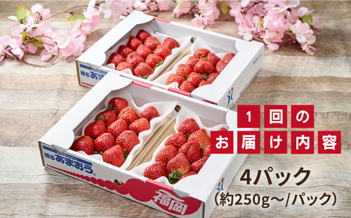 【先行予約】【全2回定期便】糸島産【春】 あまおう 4パック 計1kg 【2026年2月より順次発送】糸島市 / 南国フルーツ株式会社 [AIK026]