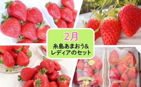 【全4回】糸島厳選くだもの定期便 約2人前 フルーツ 果物 糸島市 / やますえ あまおう シャインマスカット 桃 ライチ [AKA071]