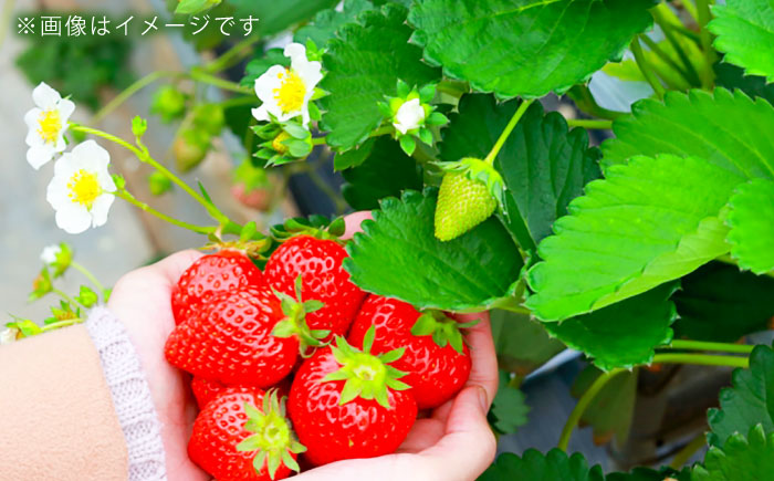 【先行予約】【化粧箱】あまおう いちご 600g以上 【2026年1月以降順次発送】 糸島市 / 株式会社フルコンス [ALO001]