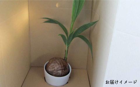観葉植物『ココヤシ』糸島【はざま園芸】インテリア/緑のある暮らし/飾り/グリーン [AND004]