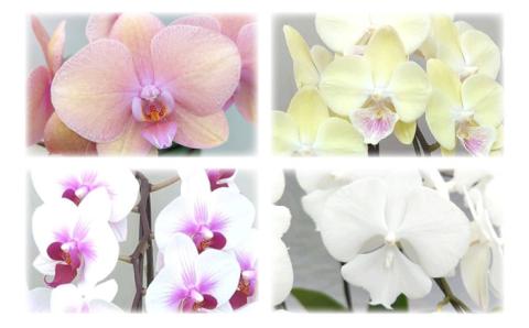 おまかせ胡蝶蘭 ( ミディ 胡蝶蘭 3本立 ) 糸島市 / はざま園芸 [AND005] 花 生花 お祝い