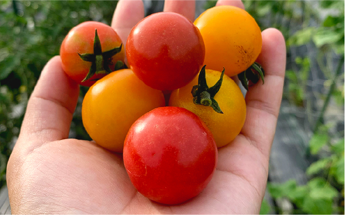 糸島産 季節 の 野菜 詰め合わせ （ おまかせ 10品 以上 ）《糸島》【ひめしま渡船直売所】 [ANJ001]