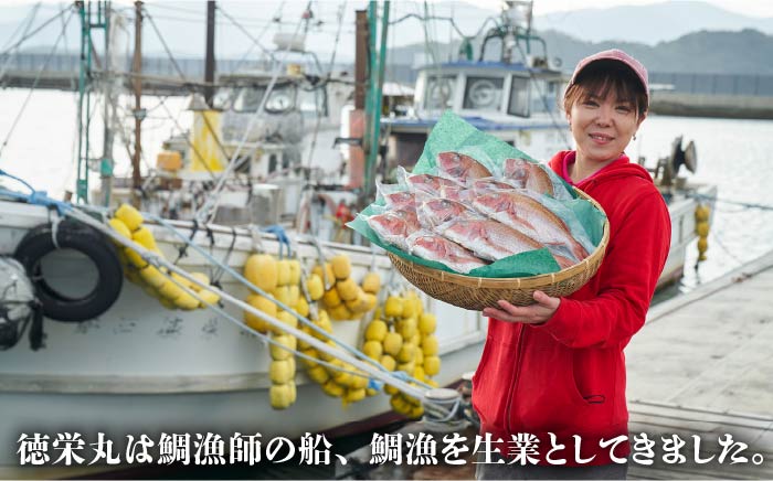 【ANA限定】【全12回定期便（月1回）】糸島の鯛 12匹セット（処理済）《糸島》【徳栄丸】 [APD999]