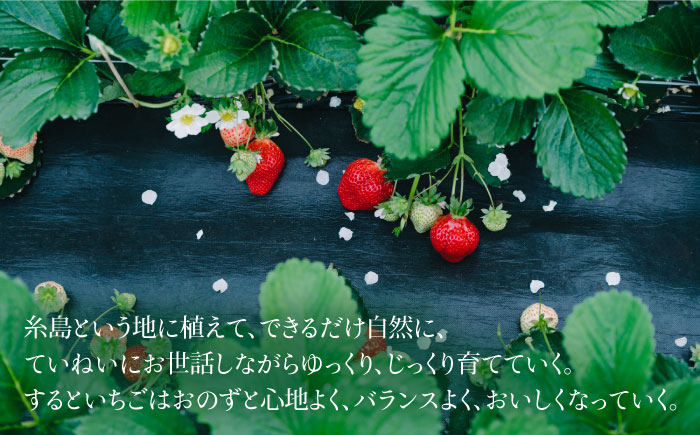 【先行受付】完熟あまおうジャム 140g×3本【2026年1月より順次発送】 糸島市 / slowberry strawberry [APJ003] イチゴ 苺 あまおう イチゴジャム