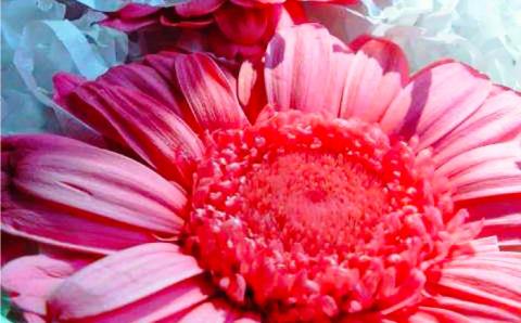 枯れない仏花 丸型陶器 プリザーブドフラワーアレンジメント 【CHAMP CAFE】お供え/仏壇/お悔やみ/お彼岸/お盆/ペット [AQE003]