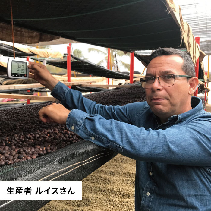 【年内発送】中煎り コーヒー 豆 250g × 2袋 （ 豆 ・ 粉 選べます ） ニカラグア産 ラベンディション農園 マラカツーラ種 ナチュラル糸島市 / COFFEE UNIDOS [AQF001]