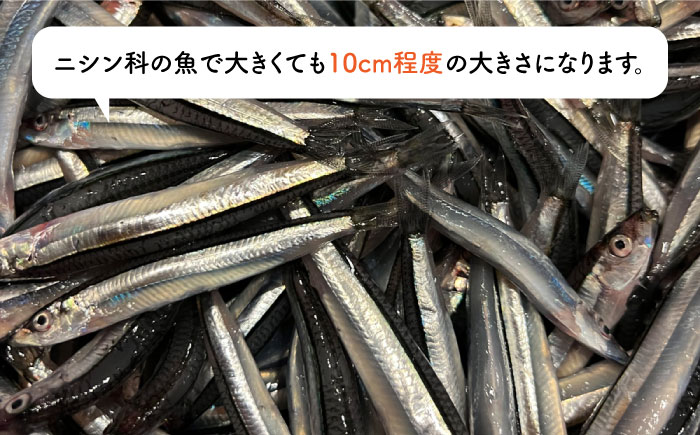 きびなご ジャーキー 40g×3袋 糸島市 / 株式会社コバヤシ【coco.kina】 [ASL009]