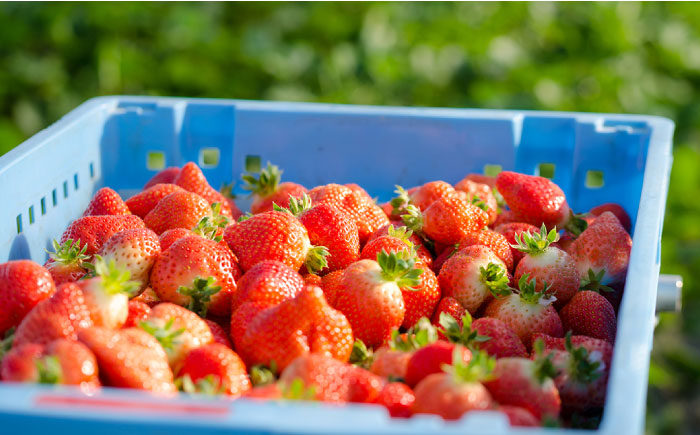 糸島の美味い あまおう 270g × 2パック (A品B品含む３L～５L) 糸島市 / 磯本農園 / TANNAL [ATB003] いちご 苺 イチゴ