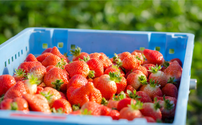 糸島の美味い あまおう 270g × 4パック (A品B品含むS～5L 糸島市 / 磯本農園 / TANNAL [ATB004] いちご 苺 イチゴ