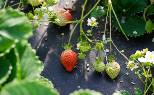 【限定100箱】糸島の美味いあまおう 270g × 4パック (A品B品含むS～2L) 糸島市 / 磯本農園 / TANNAL [ATB020]
