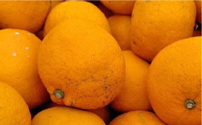 【糸島飲み比べ】糸島純米70 720ml・糸島芋焼酎900ml・いとしま甘夏の酒720ml《糸島》【蔵屋】 [AUA010]