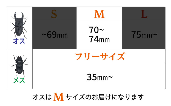 オオクワガタ ペア (Mサイズ)　糸島市 / 糸島クワガタの森 昆虫 ペット [AUN003]