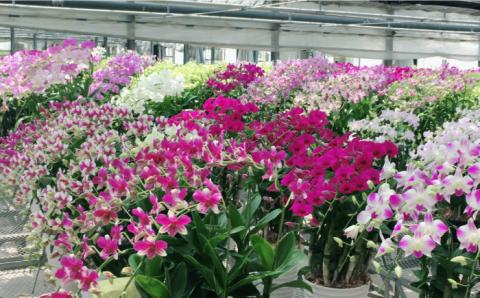 【10セット限定】デンファレ（洋蘭）7本立ち 糸島市 / 和饗エコファーム [AVI002]