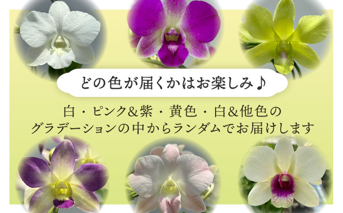 【毎年30セット限定】デンファレ（洋蘭）3本立ち 糸島市 / 和饗エコファーム [AVI004]