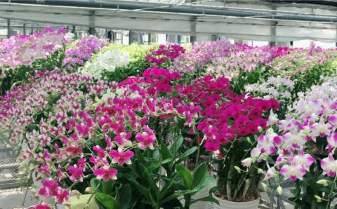 【10セット限定】デンファレ（洋蘭）2本立ち 糸島市 / 和饗エコファーム [AVI005]