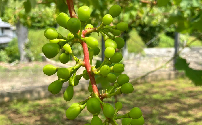 【先行受付】【糖度18度以上】 糸島産 シャインマスカット 2kg 【2026年8月中旬より順次発送】糸島市 / 和饗エコファーム フルーツ 果物 [AVI007]