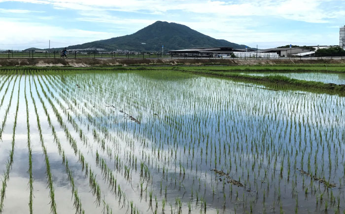 【白米・玄米から選択可能！】夢つくし 10kg（5kg×2袋） 糸島市 / 糸島パッションフルーツ工房 [AVK002]